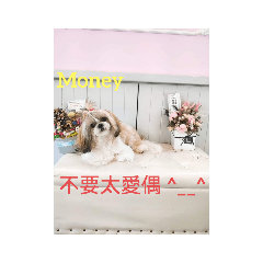 Money是母西施犬，吃喝拉睡是她的強項