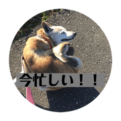 hANA_20201115192738