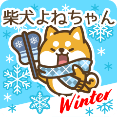 Shiba Yonechan in Winter