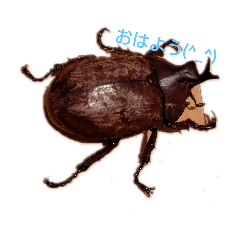 ringo_20201116073753