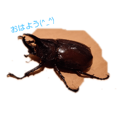 ringo_20201116075420