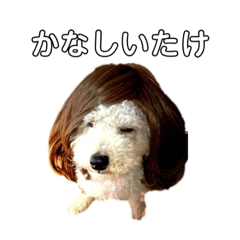 VIVA hiromi_20201115192750