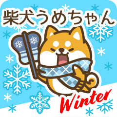 Shiba Umechan in Winter