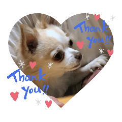 チワワのジジたん