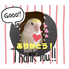 Rirukun_20201115185222