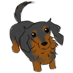 little miniature dachshund