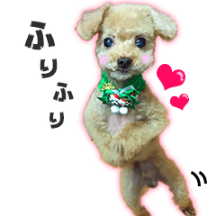 Toy Poodle - Peko from Japan