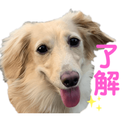 arisa_20201116200628