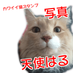 My angel HARU Cute cat picture Sticker