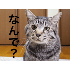 nozomi_20201116220847