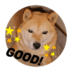 ayumi_20201116183856