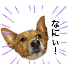 life with dog_20201116232157