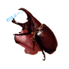 ringo_20201116205014