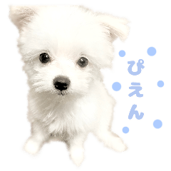 Maltese & Pomeranian Mix