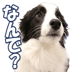 ボーダーコリーファン Line スタンプ Line Store ボーダーコリーファン Line スタンプ Line Store