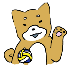 shiba play volleyball