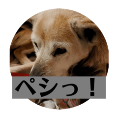 hANA_20201117224735
