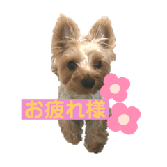 risa_20201117221723