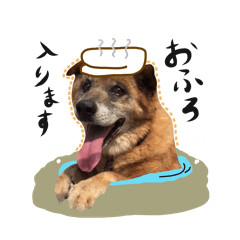 Shiba dog? GON-SAN