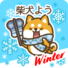 Shiba You in Winter