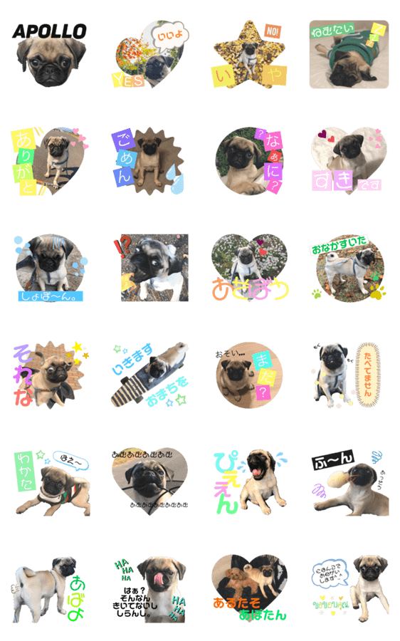 パグのアポロちゃん 最強にかわいい Lineクリエイターズスタンプ Stamplist パグのアポロちゃん 最強にかわいい Lineクリエイターズスタンプ Stamplist