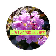 Judah_20201118123436
