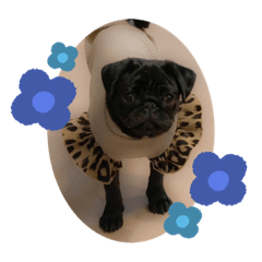 yuina_20201118152955