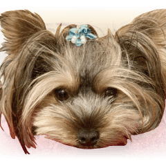Cute and fun Yorkshire terrier