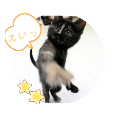 matsu_20201118170449