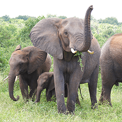 野生のゾウさん 南アフリカ Line スタンプ Line Store 野生のゾウさん 南アフリカ Line スタンプ Line Store