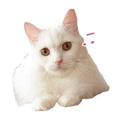 White long haired Cat Sticker