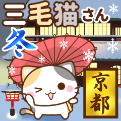 Kyoto calico cat winter version