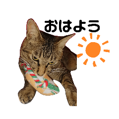 Nyanko_20201118210150