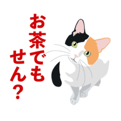 Hakata dialect-speaking cat.