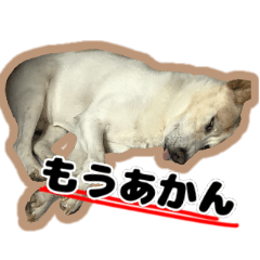 【日常使い】犬のコロスケ