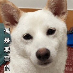 荳荳的小貼圖