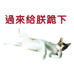 Real CAT.中文6
