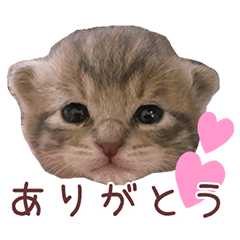 うずらねこ Line スタンプ Line Store うずらねこ Line スタンプ Line Store