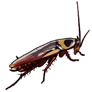 Amazing Cockroach (Eng)