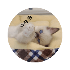 yokko_20201119180357