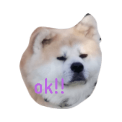 hanaakitadog