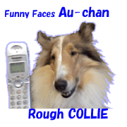 ROUGH COLLIE Au-chan