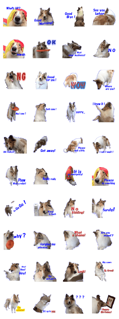 ROUGH COLLIE Au-chan