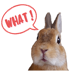 有貓有狗還有兔