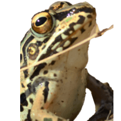 Frog without wording-BIG
