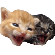 photo cats japanese photo cats japanese