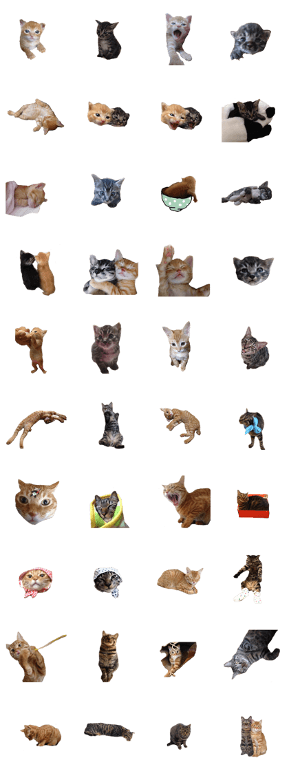 photo cats japanese photo cats japanese