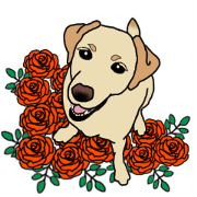 JULIA the Labrador Retriever JULIA the Labrador Retriever