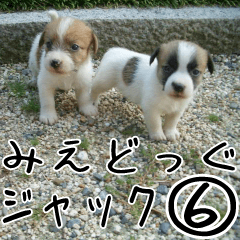 MIEDOG Jack Russell terrier sticker 6