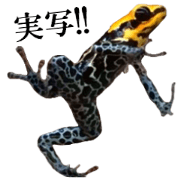 Poison dart frog of photo